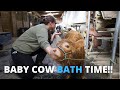 Mini Cows, Poppy and Petunia, get their first baths ever!🐮🚿