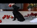 Yorkiepoo dogs for sale: Aden - Video 1