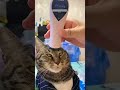 Funniest Cat ️ Funny Cats Meme ‍ Episode 4417