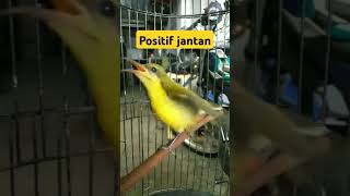 Download lagu Anakan sogon jantan || sogon paud || #sorts #subscribe mp3