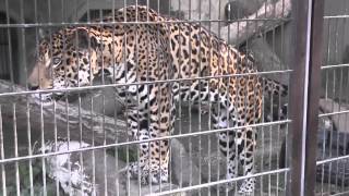 preview picture of video 'ジャガー　チャゲ２０歳　（東山動物園 2013年秋 その9）'