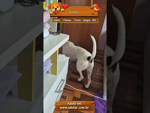 Vídeo de Amora