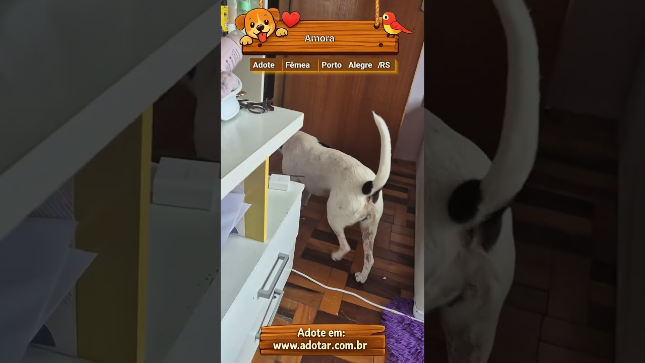 Cachorro raça SRD-ViraLata idade 6 ou mais anos nome Amora