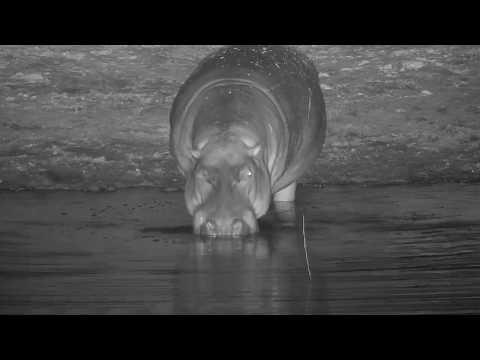 Djuma: Hippo returns to the dam - 22:03 - 07/03/20