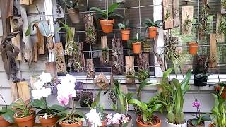 Feeding Orchids....how much....