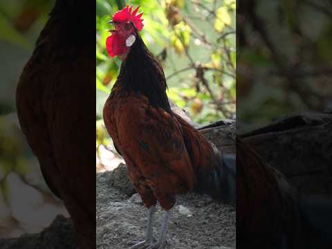 Rooster crowing sound #sorts #animal #hen #chicken