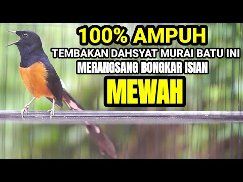 MURAI BATU GACOR TEMBAKAN DAHSYAT 100% AMPUH MERANGSANG EMOSI DAN BONGKAR ISIAN