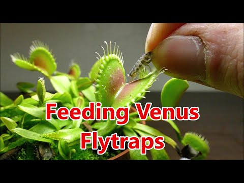 Venus Flytrap Slow Motion And Macro