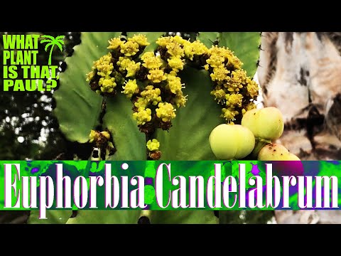 Euphorbia Candelabrum - Often considered to resemble the branching of a Candelabrum