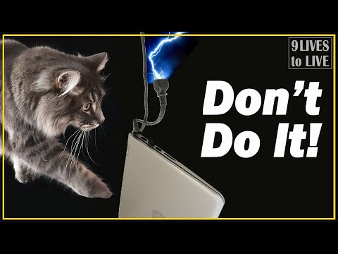 How to Stop Your Cat from Chewing Electric Wires. Top Tips to Prevent Electric Shocks