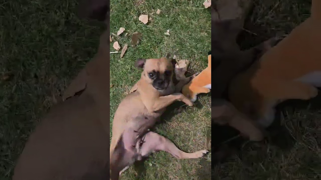 Tessa, a ADOPTABLE mixed breed in Boulder, CO video 2/6
