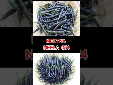 MELYNA NEELA 054