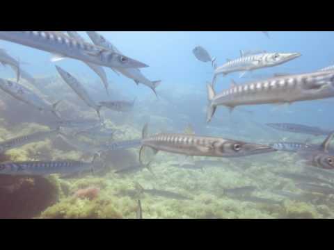 Barracuda Soup in Spain - Cabo de Palos.