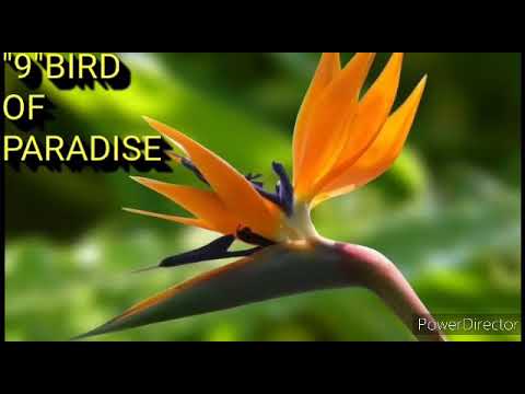 🌸🌹Top 10 most beautiful flowers in the world...🌷🌼