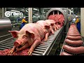 MONSTER PIG Farming How To Raise Giant Pigs And Process Monster Pork