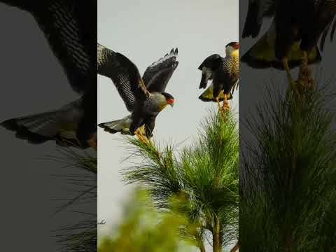 Aves que se observan y encuentran en.Devoto Córdoba ArgentinaCarancho Nikonp900