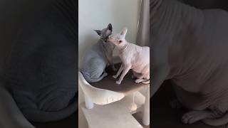 気が強い妹猫アレクサは兄猫スルタンのことが大好き【スフィンクス】