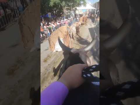 desfile de carro de boi em santa Rita de Caldas MG 2024