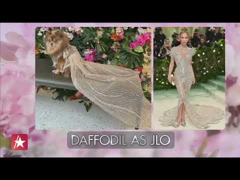 Anthony Rubio Interview Access Hollywood The Pet Gala 2024