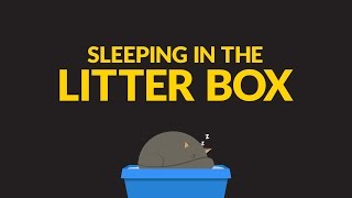 Sleeping in the Litter Box: The Scoop by Tidy Cats®