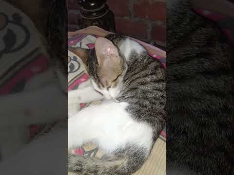 😺😺😺😺🙀🙀