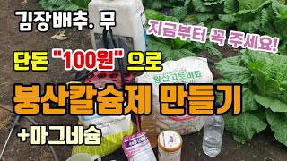김장배추.무에 꼭 필요한 붕산칼슘제 만들기 저렴하고 쉬워요 100원도 안들어요