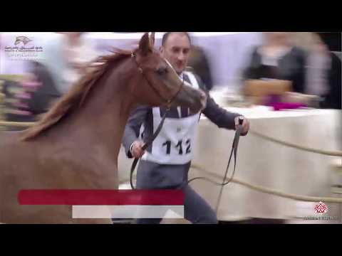 N 112 SHUROUQ AL NASSER   29th Qatar Intl A H  Show 2020   Yearling Fillies Class 7A