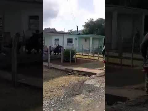 El Pitirre, Los Palacios, Pinar del Río. Cuba