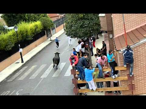 Running of the Camarma Bulls