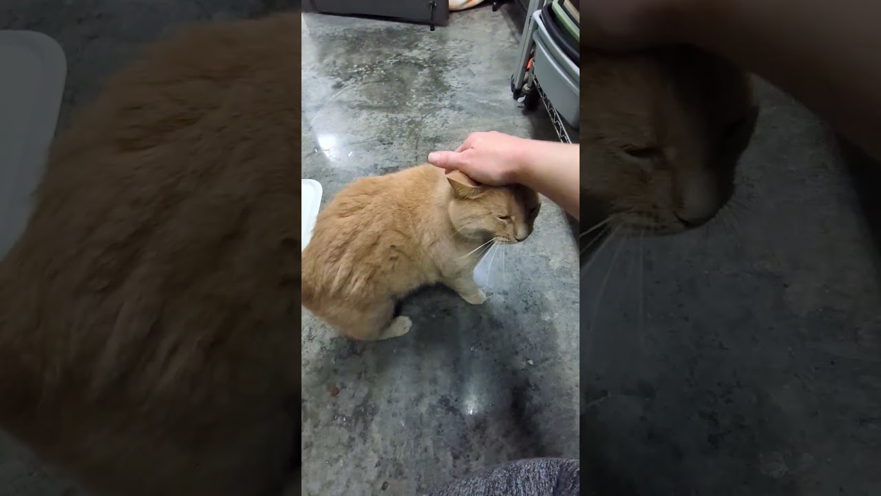 Enlarge Boots, an adopted mixed breed in Mount Carmel, IL video 6/6