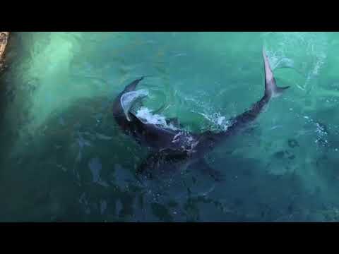 Ascension Island sharks - where did they all come from?