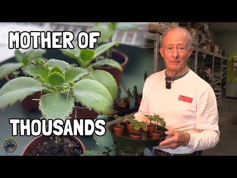 How to Grow and Propagate a Mother of Thousands Plant! 🌿