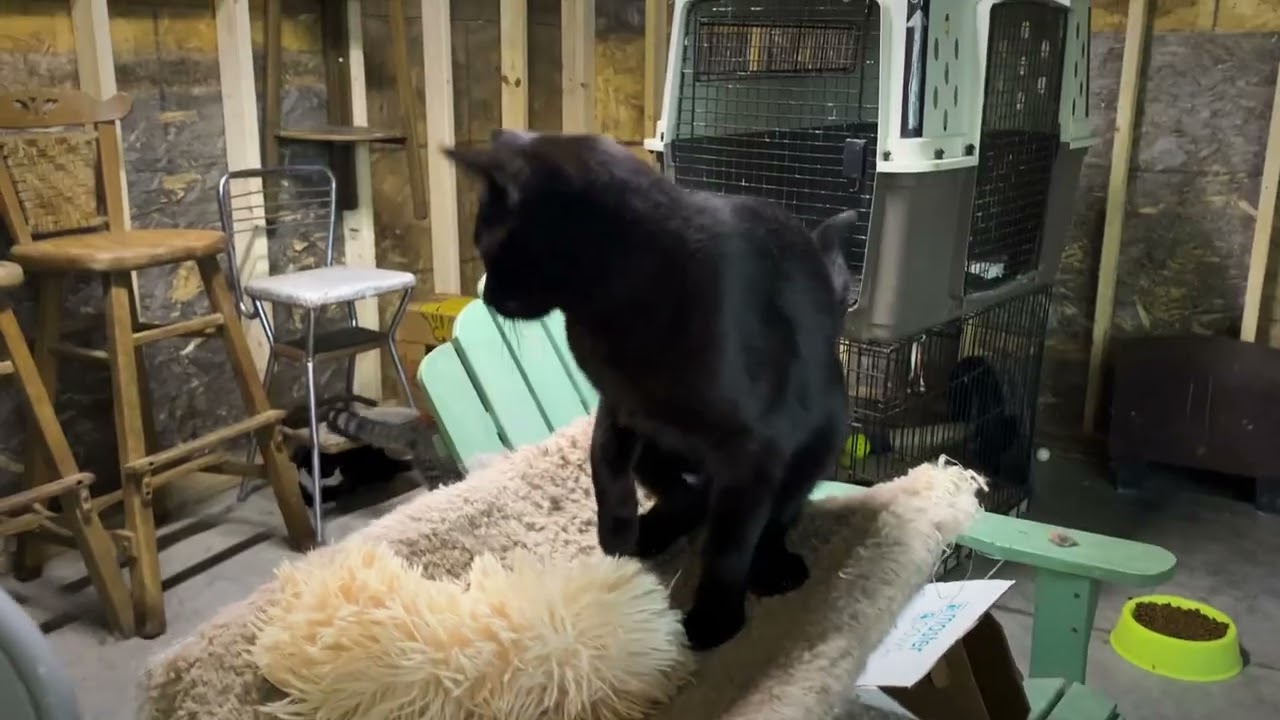 Coco, a Adoptable Domestic Short Hair in Stockholm, WI video 5/5