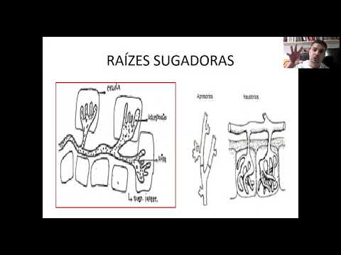 Tipos de raizes   aula 02   cap 07 livro 02 bio 02