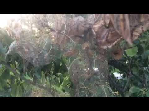 Horor u Trnjacima (Semberija)