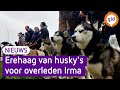 Erehaag van husky's voor overleden Irma uit 's-Heerenberg