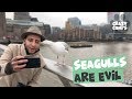 Seagulls Are Evil Seagulls Being Jerks Compilation 2018