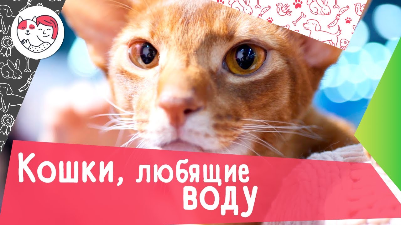 6 пород кошек, любящих воду