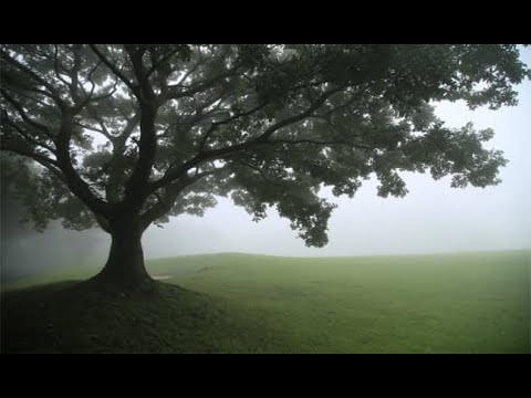 Charatan Rolls Review