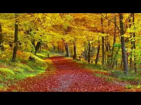 Autumn relax video footage