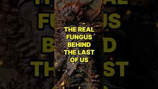 The Real Fungus Behind The Last Of Us