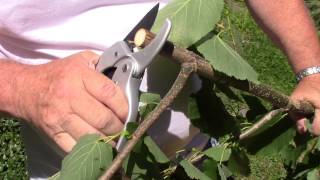 Ratchet Pruners By The Gardener's Friend -How To Use