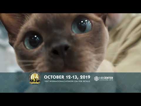 The 2019 CFA International Cat Show Presented By Royal Canin