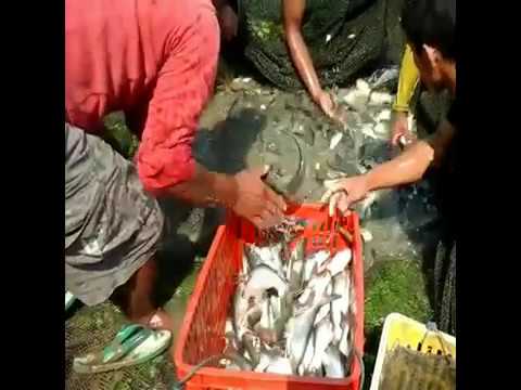 Dinamika potensi obat Agen laki-laki dari tindakan yang cepat untuk membeli