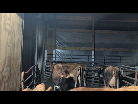  New life for small dairy and a special milk cooler 