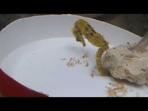 Hippocampus reidi sjöhäst gul seahorse