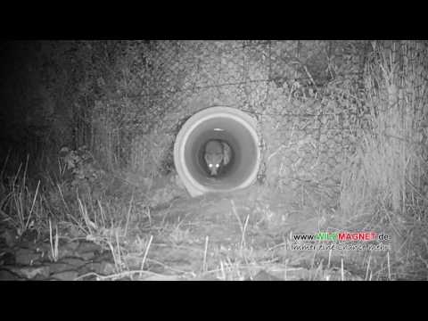 Fuchsfang mit Hindernissen