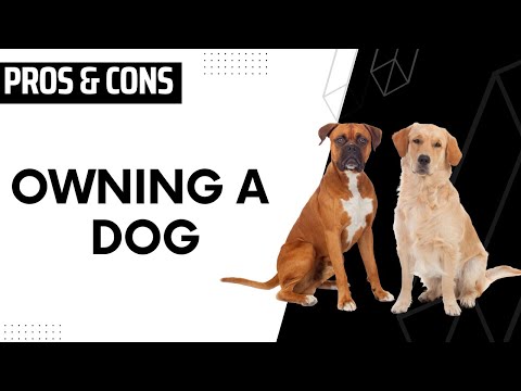 Pros & Cons of Having A Dog
