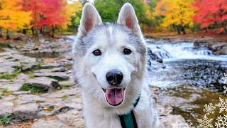 My Husky Adventures To the Apple Farm in the Fall Colors!