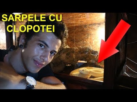 sfinți pentru vedere floarea soarelui pentru vedere